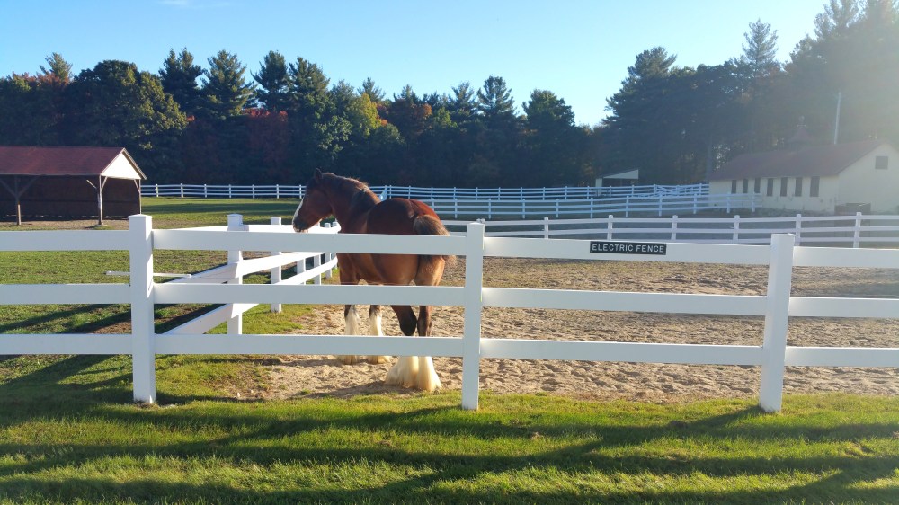 2 Anheuser-Busch Brewery Merrimack Horse.jpg