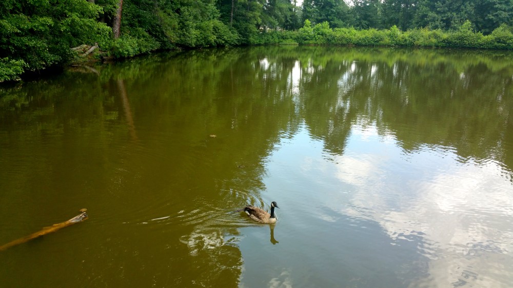 9 Reynolds Nature Preserve Duck.jpg