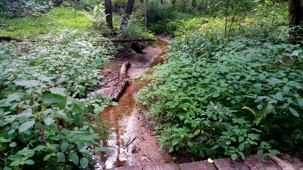 10 Reynolds Nature Preserve.jpg