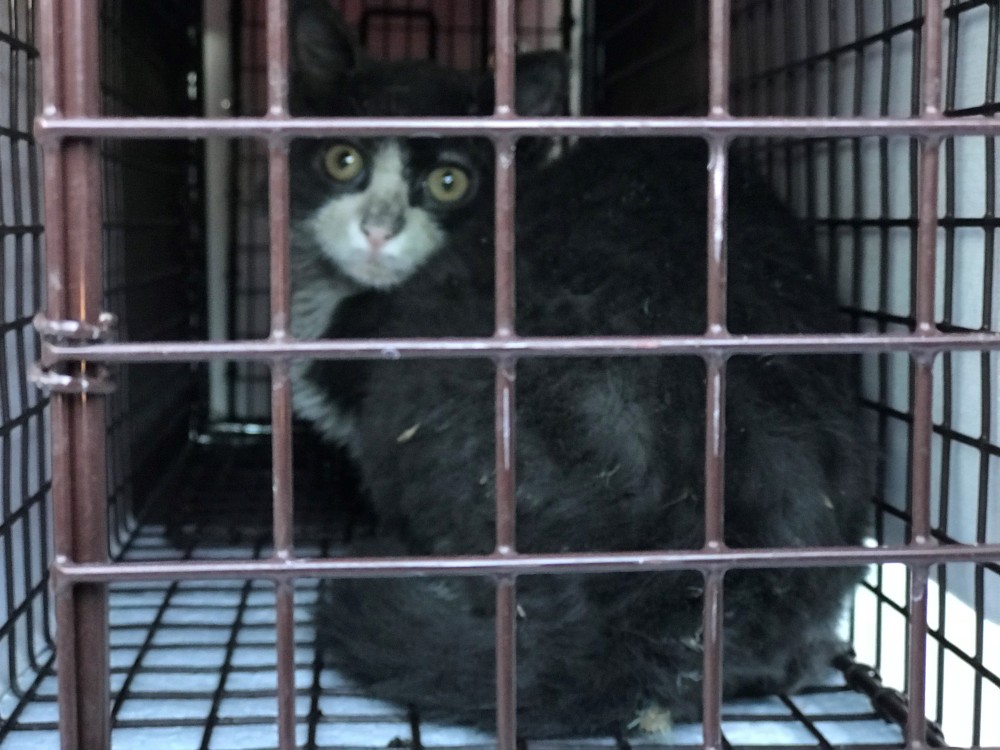 Roni the cat rescued from wildfires - 2.jpg